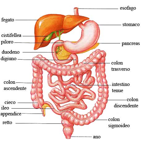 Constipação intestinal, prisão de ventre, obstipação, escolha! Vivernatural.com.br