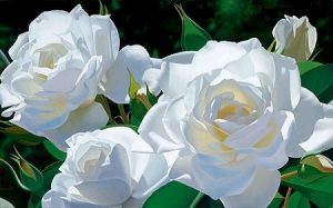 rosas brancas paz