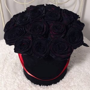 rosa negra recomeço