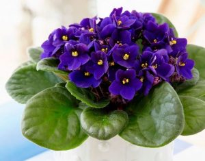 planta mágica violeta harmonia