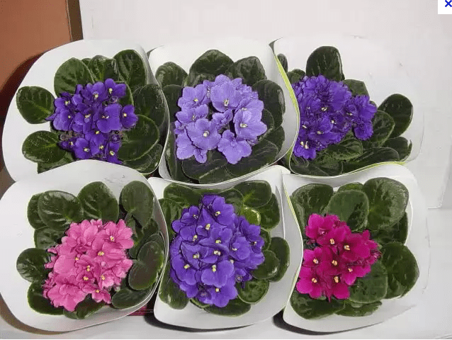 violetas coloridas mudas casa plantio