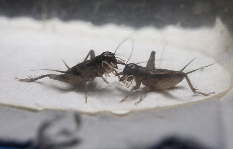 grilos luta ciência saciedade inseto pesquisa