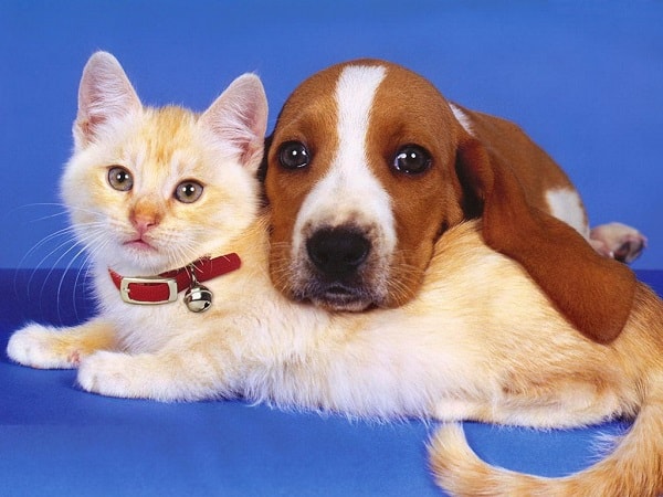 cães gatos pulgas carrapatos aromaterapia tratamento natural