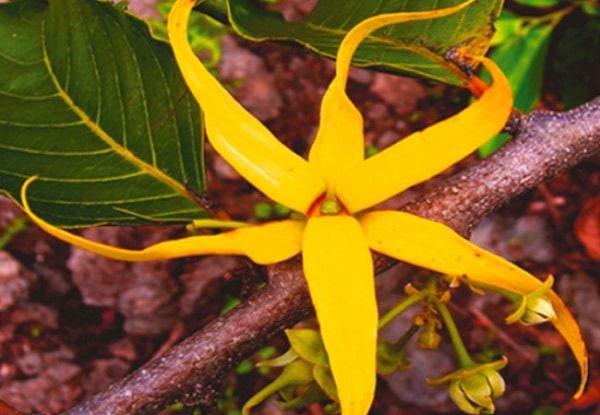 Óleo essencial de ylang-ylang saúde aromaterapia pele rosro corpo