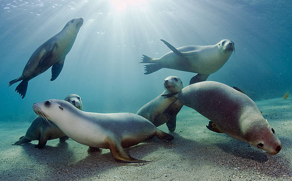 A foca é sempre uma atração, seja no mar ou na terra sua graça cativa a todos,Como animal de poder a foca nos mostra a força de nossa voz interior.