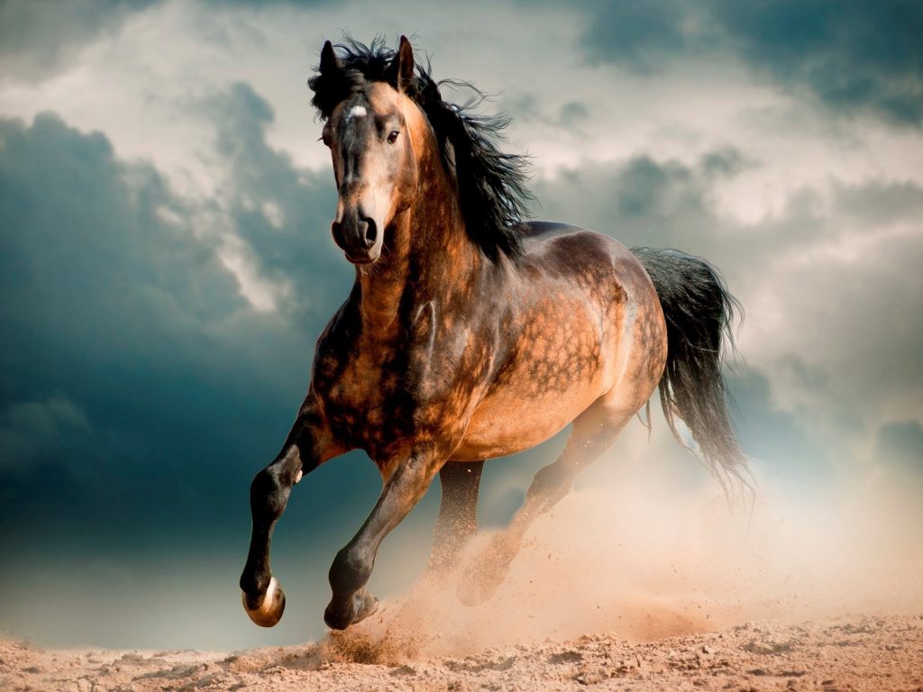 O Cavalo aparece em quase todas as mitologias, seja por escrito, folclore ou realidade.