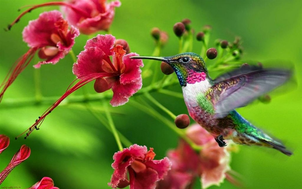 Os presentes do beija-flor incluem a habilidade de curar usando a luz, a resistência sobre viagens longas, à habilidade de voar em lugares pequenos para curar, a alegria, a felicidade, o amor, a atemporalidade.