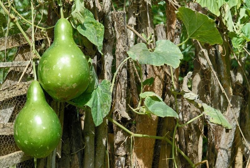 suco de cabaça para perder peso naturalmente