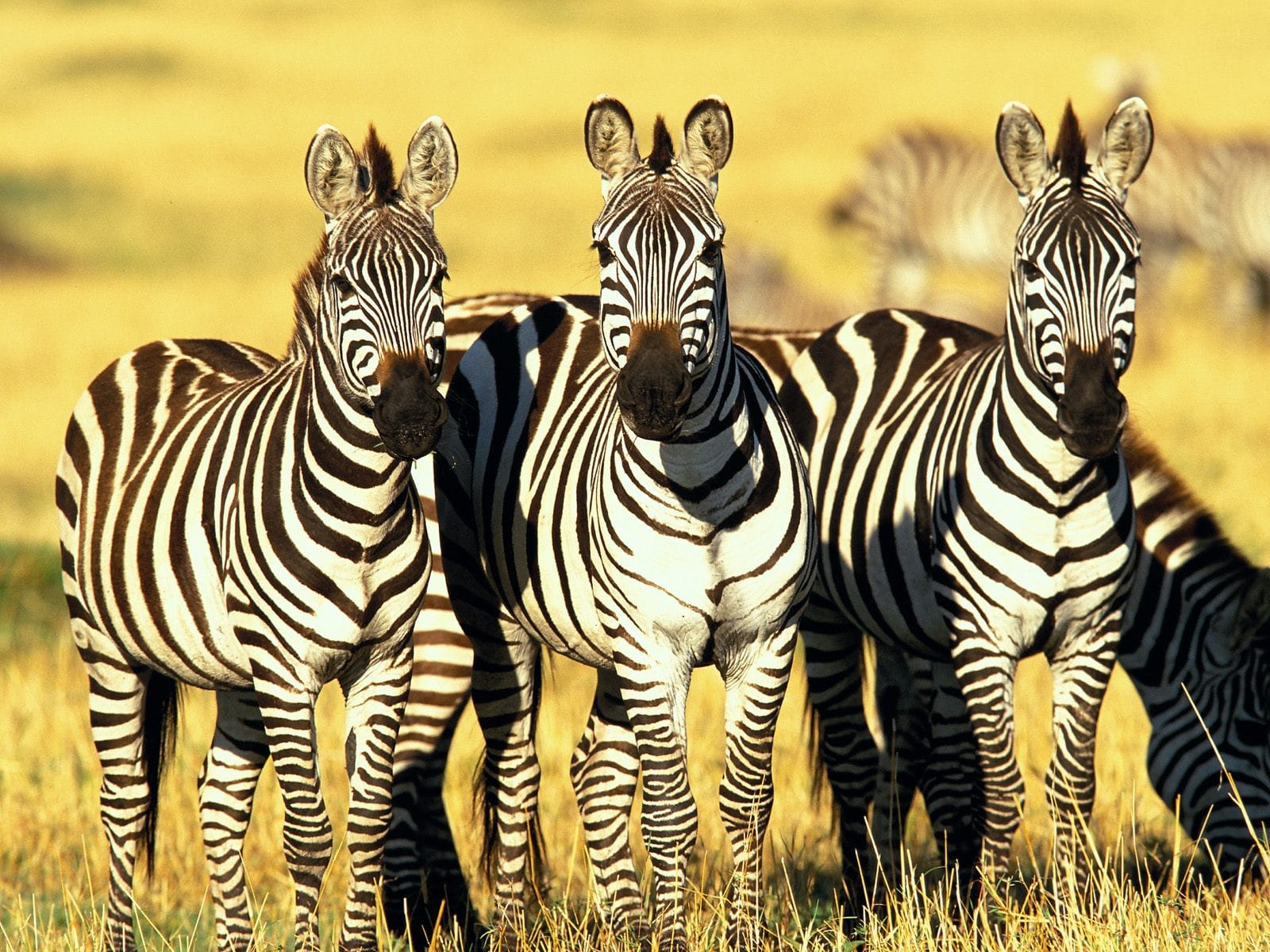 Os presentes da zebra incluem ver sem filtros, a clareza, o equilíbrio, a agilidade, a unicidade, poder, certeza do caminho a seguir, manutenção da individualidade dentro do grupo.