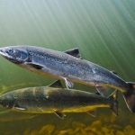 5 benefícios do salmão para a saúde
