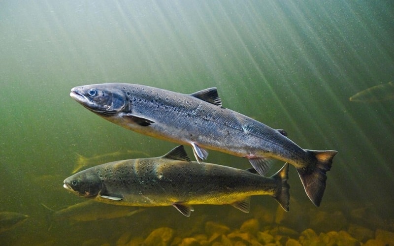 Os benefícios do salmão para a saúde incluem auxílio à saúde cardiovascular, o correto desenvolvimento dos músculos e tecidos, melhora na saúde dos olhos e maior eficiência no metabolismo do corpo.