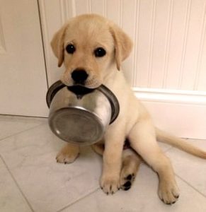 Faça comida caseira para seu cão. vivernatural.com.br