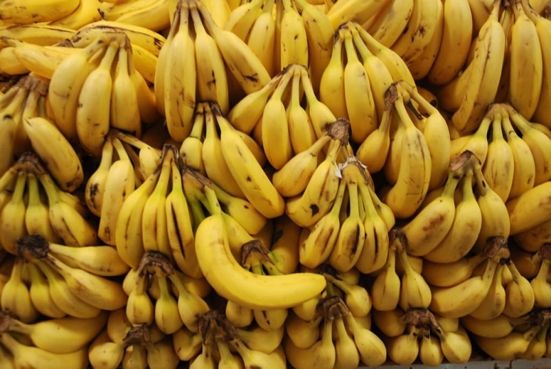 As bananas-caturra, dependendo de sua maturação, apresentam sabor e odor que variam do creme de limão ao brulee. Sua planta não é uma árvore, e sim a maior erva do mundo. Botanicamente falando, a fruta propriamente dita é também considerada uma erva.