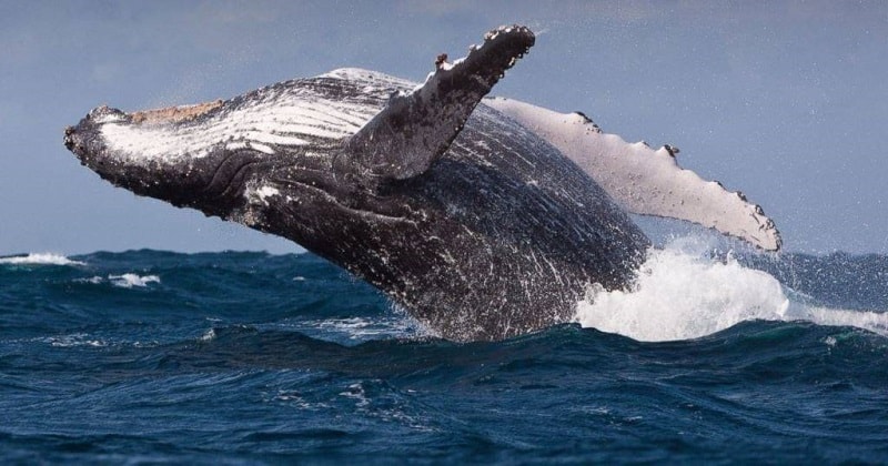 O espírito animal da baleia é o guardião dos registros do tempo da Terra. Como um totem, ela nos ensina a ouvir nossas vozes interiores, entender o impacto que as emoções causam na vida cotidiana e a seguir sua própria verdade.