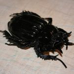  Escaravelho: o totem egípcio da eternidade