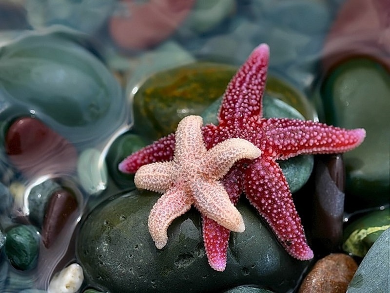 Uma Estrela-do-Mar morta na praia ou morrendo é um símbolo de conexões perdidas. Talvez você tenha esquecido sua voz interior e as vontades de seu coração.