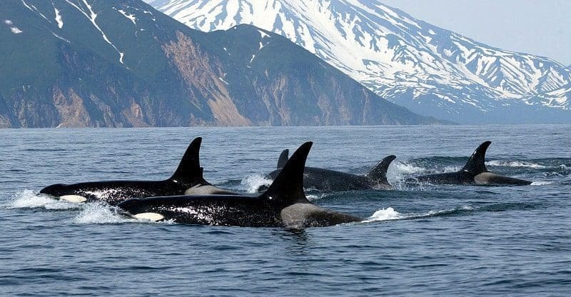 Ver um orca em sonhos indica a necessidade de ser mais social ou mais vocal sobre algo. Dê um passo à frente e fale. Alternativamente, o sonho simboliza orientação espiritual.