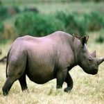 Animal Espiritual Rinoceronte