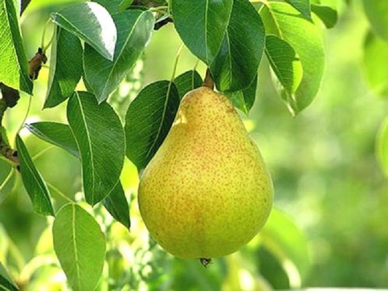 As peras são valiosos frutos que têm sido amplamente utilizados no mundo inteiro e prezados por seu delicioso sabor desde os tempos antigos.