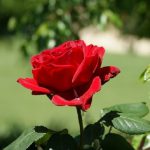 Rosa: propriedades mágicas e significado