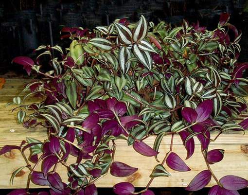 Tradescantia saúde revitalização intuição