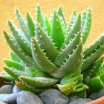 Aloe vera: como cultivar a planta em casa