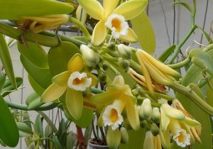 orquídeas baunilha