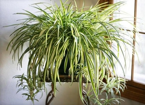 planta clorofito