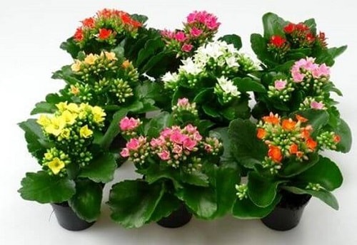 plantas Kalanchoe Flor-da-fortuna cura proteção