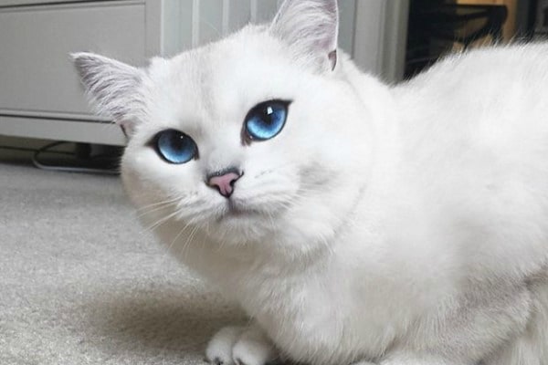 gato branco cores casa