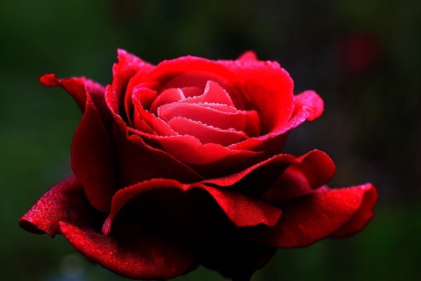 Óleo essencial de rosas pele saúde beleza juventude sexualidade