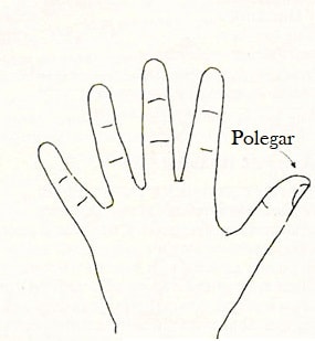 dedos polegar quiromancia