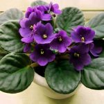 Plantando Violetas