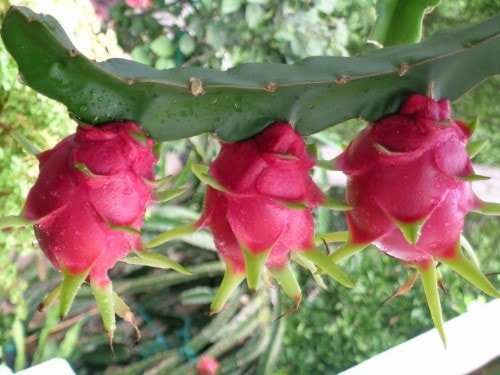 pitaya saúde vitamina câncer coração 