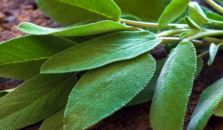 óleo essencial de sálvia Salvia sclarea Salvia officinalis pressão saúde cosmetologia pele cabelos