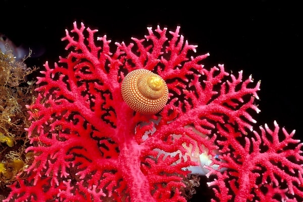 animal poder totem espirito coral xamanismo