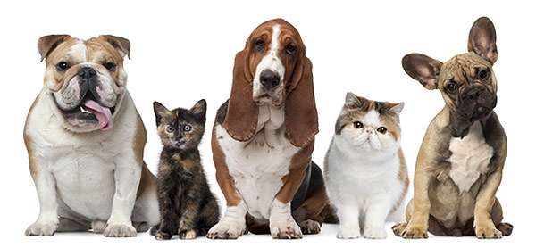 cães gatos pulgas carrapatos aromaterapia tratamento natural