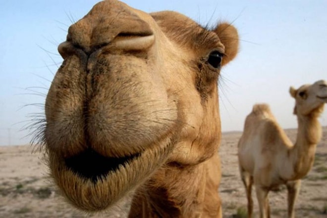 totem xamanismo animal de poder camelo