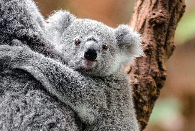 coala animal de poder xamanismo espirito guia espirito animal