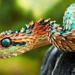 Animal Espiritual Cobra