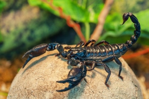 escorpião totem animal de poder xamanismo