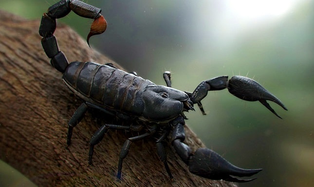 escorpião totem animal de poder xamanismo