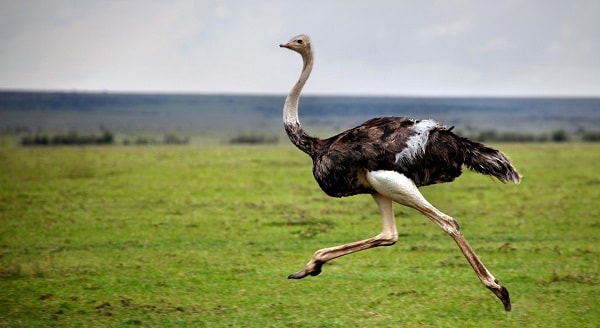 avestruz totem animal de poder xamanismo guia espiritual