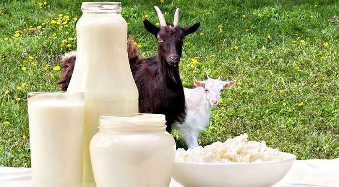 leite de cabra saúde dieta alimentação criança diabetes insonia perda de peso
