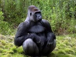 Animal Espiritual Gorila totem xamanismo animal poder