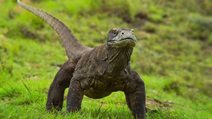 Dragão de Komodo xamanismo totem animal de poder