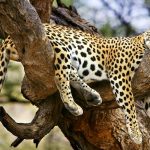 Animal Espiritual Leopardo