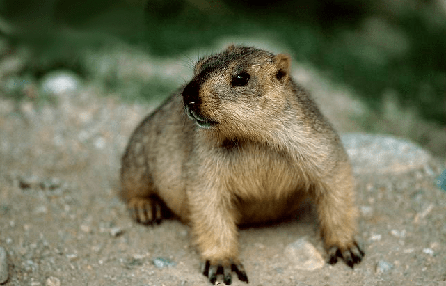 marmota totem xamanismo animal poder