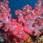 Coral: propriedades mágicas