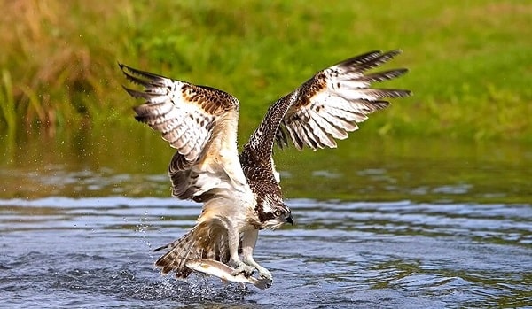 Águia-Pesqueira Águia pescadora xamanismo totem animal de poder